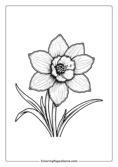 Daffodil Flower Coloring Page