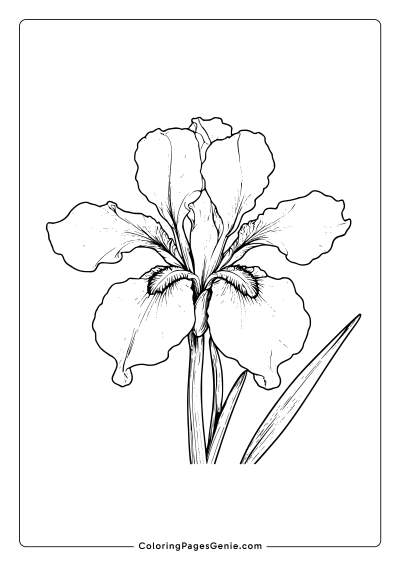 Iris Flower Coloring Page