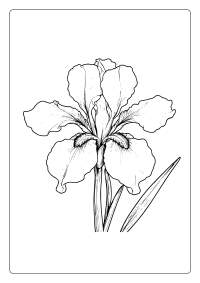 Iris Flower Coloring Page