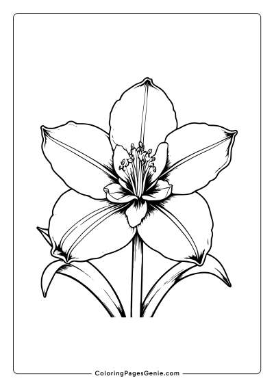 Amaryllis Flower Coloring Page