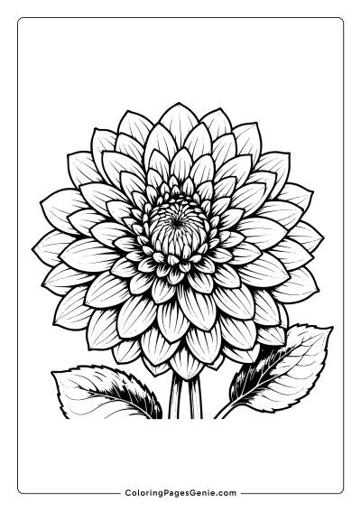 Dahlia Flower Coloring Page