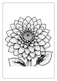 Dahlia Flower Coloring Page