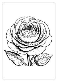 Ranunculus Flower Coloring Page