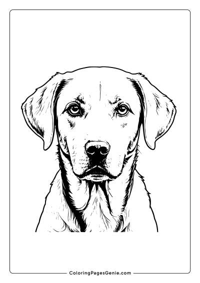 Labrador Retriever Coloring Page