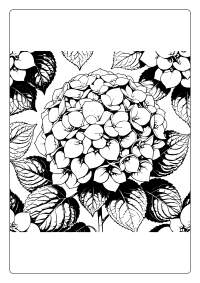 Hydrangea Flower Coloring Page