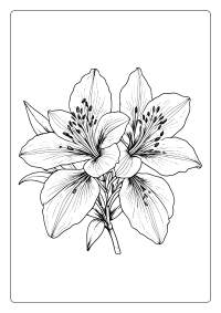 Alstroemeria Flower Coloring Page