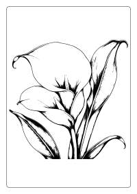 Calla Lily Flower Coloring Page