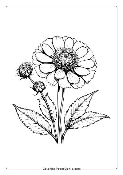 Scabiosa Flower Coloring Page