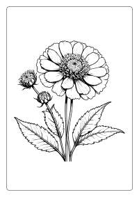 Scabiosa Flower Coloring Page