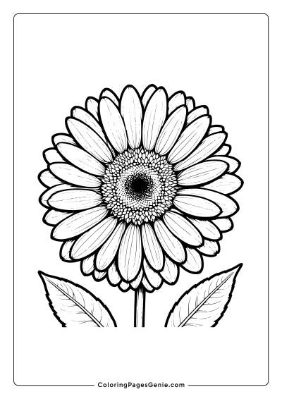 Gerbera Daisie Flower Coloring Page