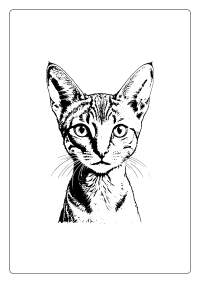 Abyssinian Cat Coloring Page