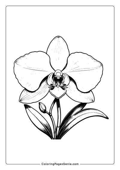 Orchid Flower Coloring Page