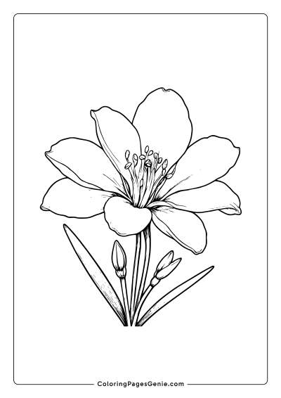 Freesia Flower Coloring Page